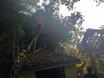 Pemangkasan Pohon Di Area makam Dusun Krapyak wetan