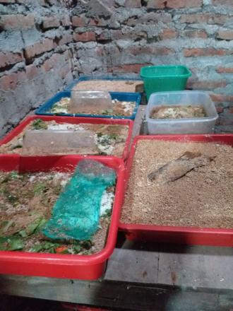 Budidaya Maggot Pedukuhan Jetis