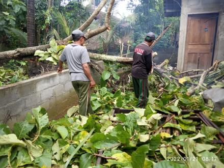 Evakuasi Pohon Tumbang di Nglorong
