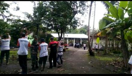 Eksekusi Pohon Rawan Tumbang