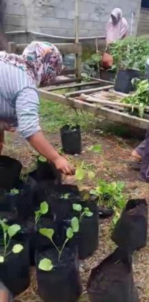 Kegiatan pemanfaatan Lahan pekarangan, KWT Handayani Gunungpuyuh