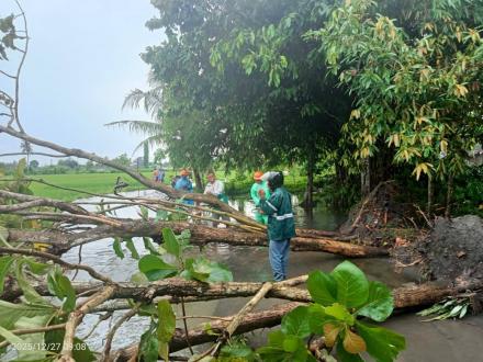 Tim FPRB Kalurahan Panjangrejo Evakuasi Pohon Tumbang di Dusun Tarungan dan Soronanggan